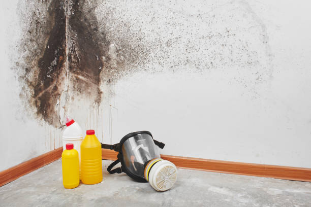 Best Residential Mold Removal  in Hendersonville, TN