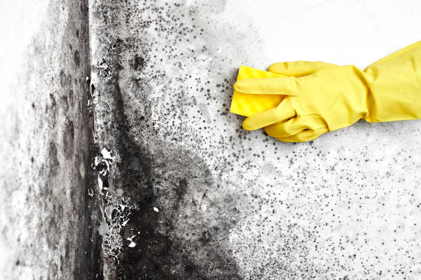 Best Mold Removal Company Near Me  in Hendersonville, TN