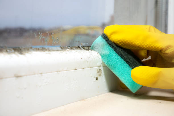 Reliable Hendersonville, TN Mold Removal Solutions