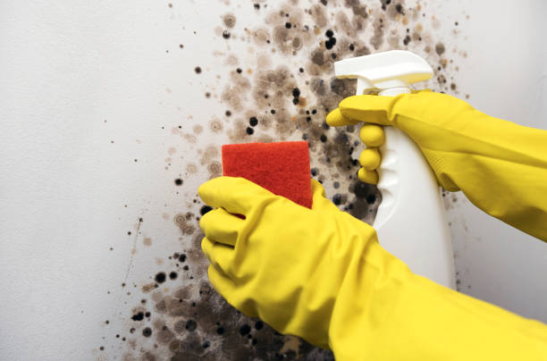 Best Mold Damage Repair  in Hendersonville, TN