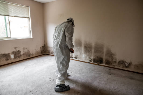 Certified Mold Removal in Hendersonville, TN