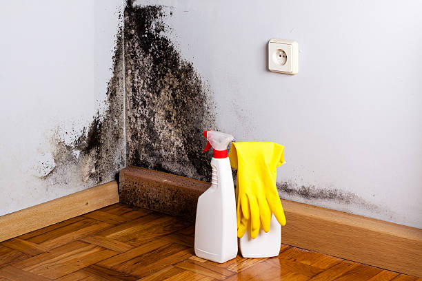 Reliable Hendersonville, TN Mold Removal Solutions