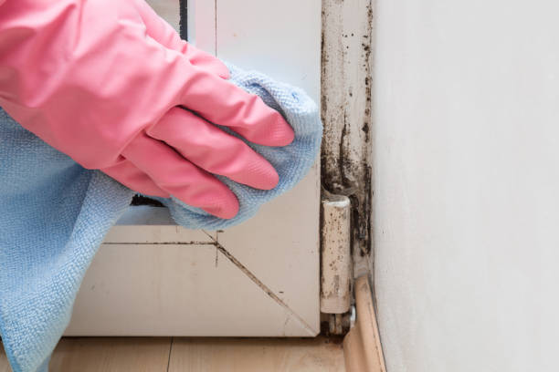 Best Emergency Mold Removal  in Hendersonville, TN