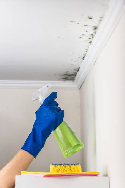 Best Professional Mold Removal  in Hendersonville, TN